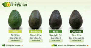 stages of riping avocado
